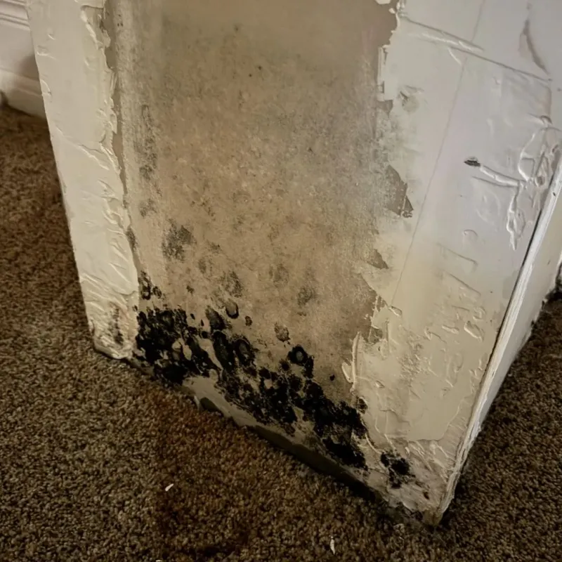 Professional Mold Removal in Jemison, AL